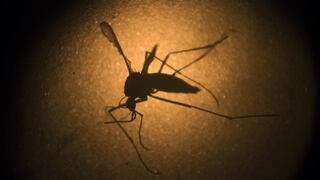 Uruguay en "alerta máxima" por mosquito ‘Aedes aegypti’