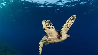 Día Mundial de las Tortugas Marinas: ¿por qué se celebra el 16 de junio y cuál es su importancia?