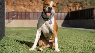 Lo que debes hacer si esperas un paquete de Amazon y tienes un perro suelto en casa según repartidora