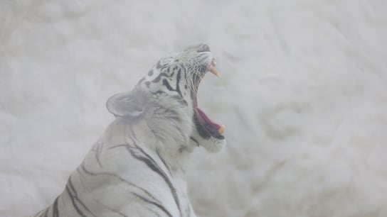 Tigre blanco (foto: César Bueno).