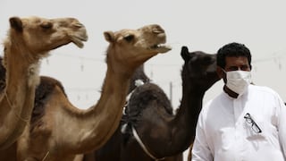 Arabia Saudí advierte del riesgo de virus MERS de los camellos
