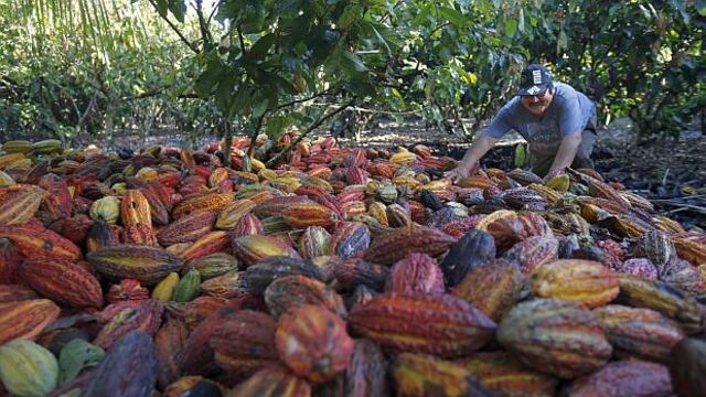 Gobierno trabaja para que cacao peruano cumpla estándares de la UE
