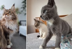 Consultorio WUF: ¿Por qué deberías adoptar un segundo gato?