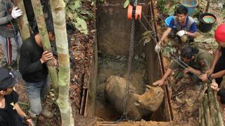 Primer contacto con un rinoceronte raro en Borneo tras 40 años