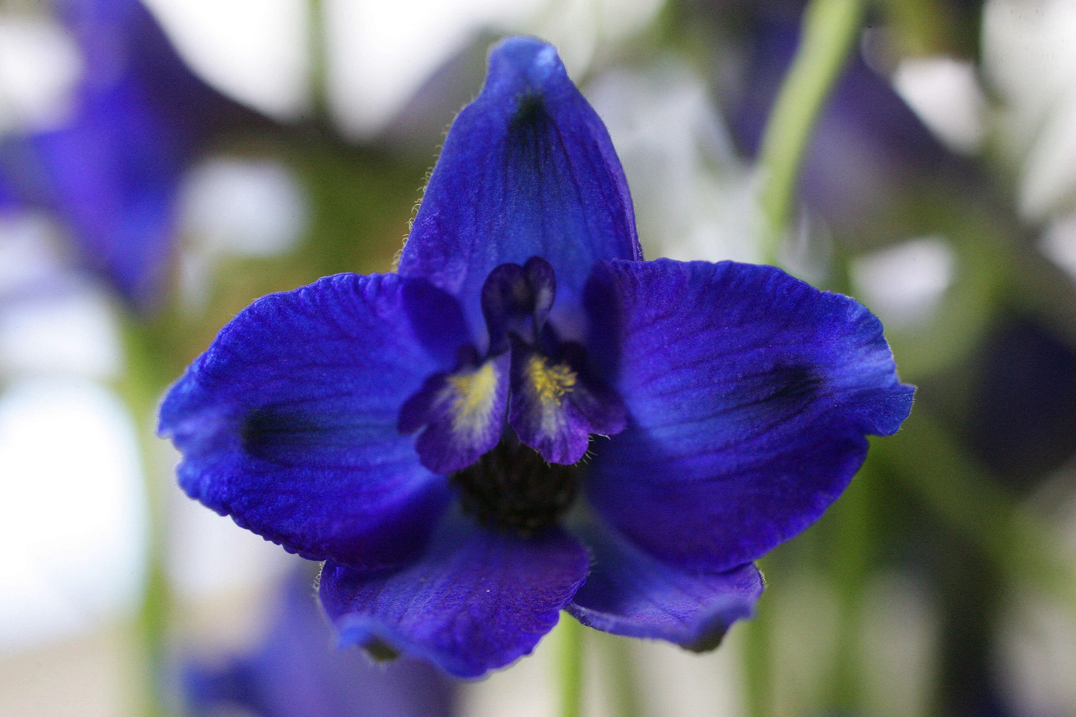 El Día del Novio es la excusa perfecta para regalar flores azules (Foto: Freepik)