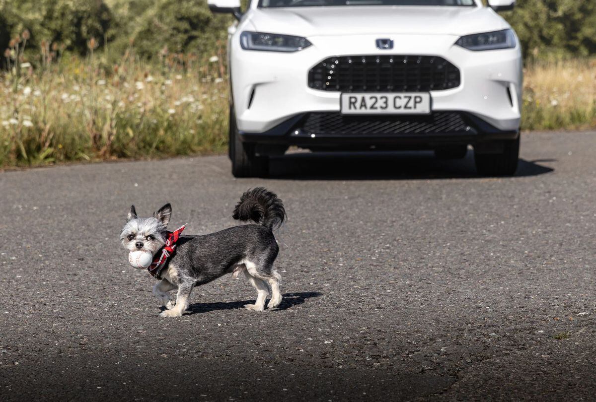 Otro consejo importante es no le des comida justo antes de salir. (Foto: Honda)