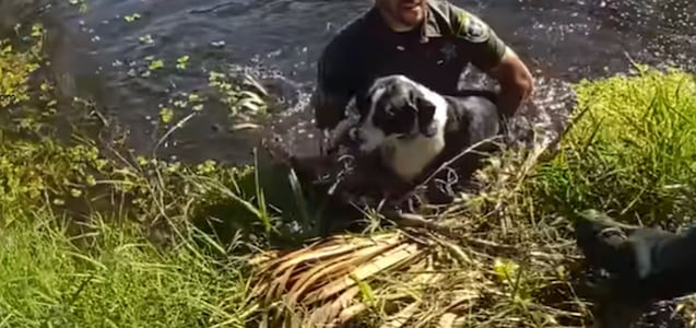 El momento en que un policía salvó a un perro de ahogarse en un canal de Palm Coast