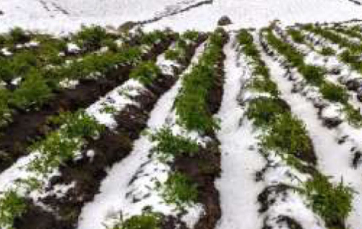 En Huánuco , el municipio local realiza la evaluación de daños y coordina con la agencia agraria de la zona la ejecución de la Evaluación Complementaria de Daños y Análisis de Necesidades del Sector Agrario y de Riego, después de la granizada del 26 de enero, que afectó diferentes cultivos en el distrito de Cayna , provincia de Ambo .