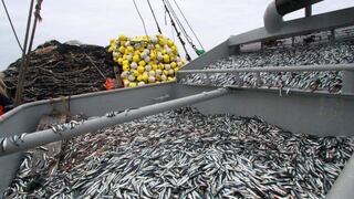 Produce autorizó inicio de la segunda temporada de pesca de anchoveta en la zona sur