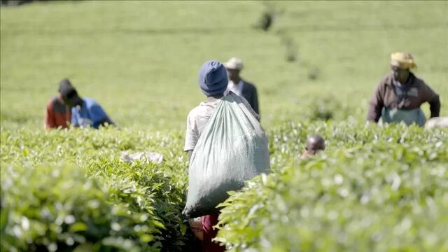 Abusos y favores sexuales: las denuncias contra plantaciones que suministran té a algunas de la marcas británicas más populares 