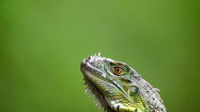 El fenómeno que explica por qué las iguanas caen de los árboles cuando hace frío en el sur de Florida