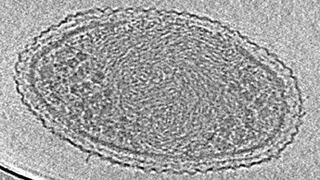Captaron las primeras imágenes de la bacteria más pequeña