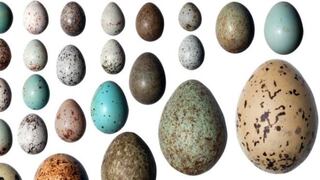 ¿Por qué los huevos de las aves tienen formas tan distintas? [BBC]