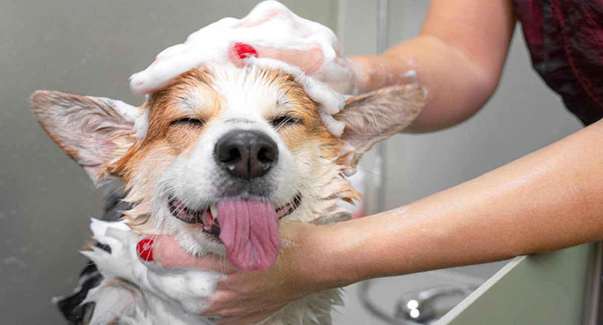 Accede a beneficios exclusivos y cuida a tu mascota con Groomers