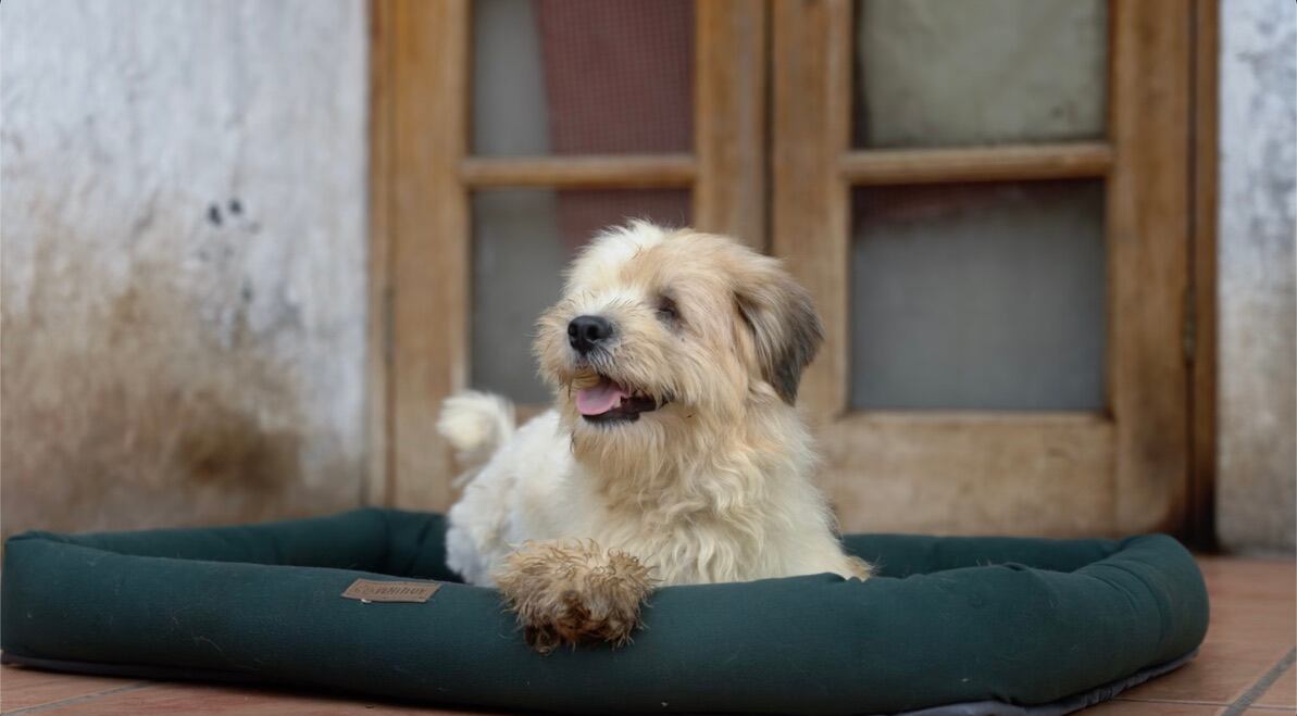 A pesar de su ceguera, Chubo lleva una vida normal. Se guía por los sonidos y la voz.