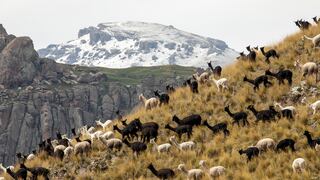 Inca Tops incrementará producción de Alpaca 16