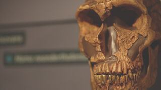 El hallazgo que sugiere que los neandertales y los humanos modernos convivieron durante 10.000 años en Europa