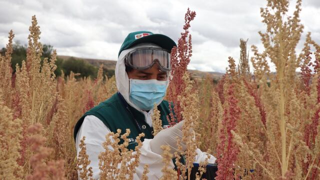 Quinua peruana: Una oportunidad para integrar a los pequeños agricultores con el mundo | OPINIÓN