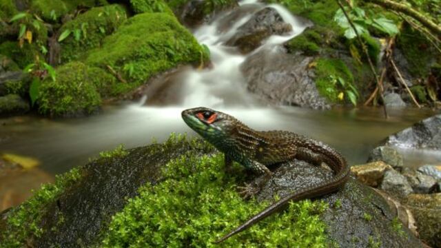 Manu: encuentran nueva especie de lagartija en zona reservada
