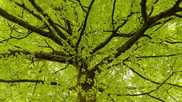 Investigadores construyen un “árbol artificial” para generar energía y calor en los hogares