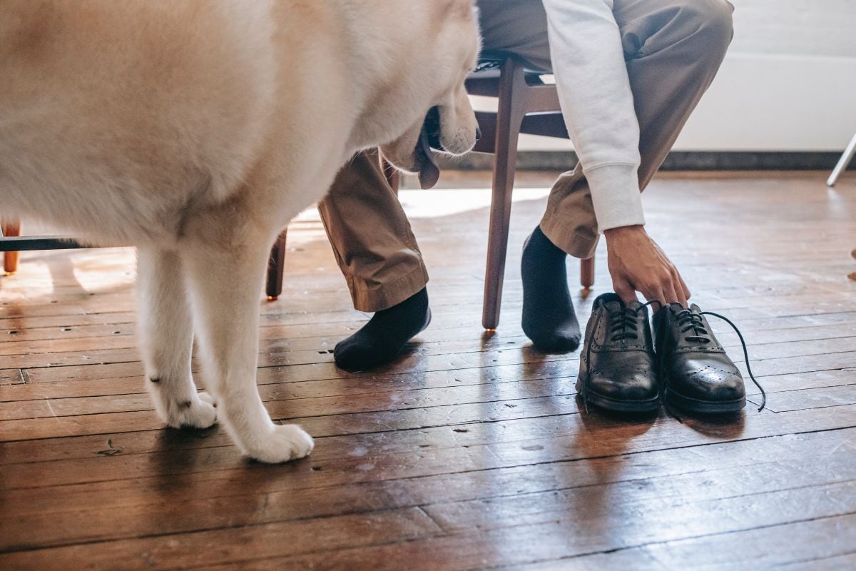 TRUCOS CASEROS | Tener el zapato manchado con heces de perro no solo es incómodo, sino que produce un aroma desagradable. (Foto: Zen Chung / Pexels)