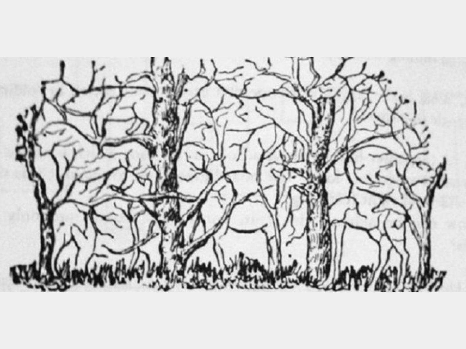 ACERTIJO VISUAL | Se dice que solo un pequeño porcentaje de personas puede identificar todos los animales ocultos en esta fotografía. ¿Aceptas el desafío? Observa con atención cada rincón de la imagen, agudiza tu vista y demuestra tu ingenio. | radioactiva.cl