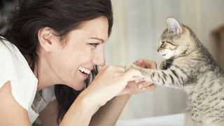 ¿Por qué los gatos son excelentes mascotas?