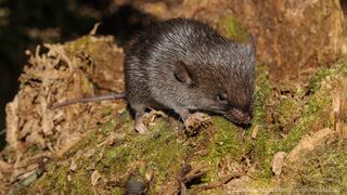 Descubren 27 nuevas especies en el paisaje del Alto Mayo, en la Amazonía peruana