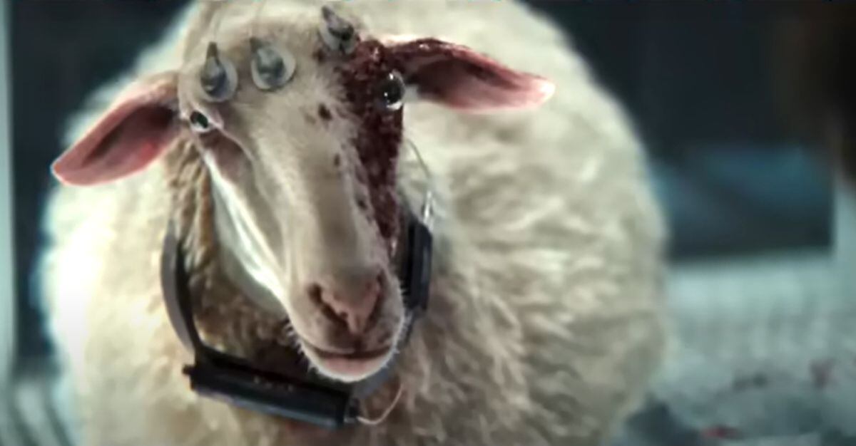 Una oveja poseída por un xenomorfo es el cruel experimento de “Alien: Earth” episodio 4 (Foto: 20th Television)