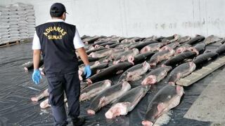 Tumbes: incautan once toneladas de carne de tiburón que iban a comercializarse en el país