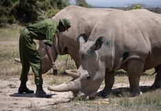 Ruanda recibe 70 rinocerontes blancos de Sudáfrica en su mayor proyecto de conservación