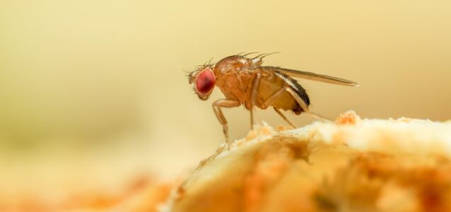 Cómo ahuyentar moscas y mosquitos con remedios caseros