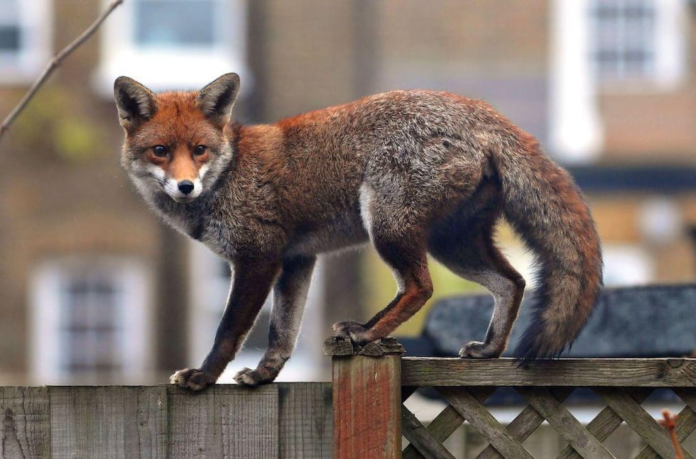 En Londres, el zorro urbano es una presencia habitual en los jardines traseros y las calles residenciales.