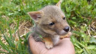 Cajamarca: autoridades rescatan a un zorro costeño bebé que iba a ser vendido por S/300 