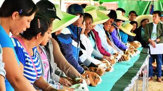 Pachacámac organizará un festival en honor al cuy