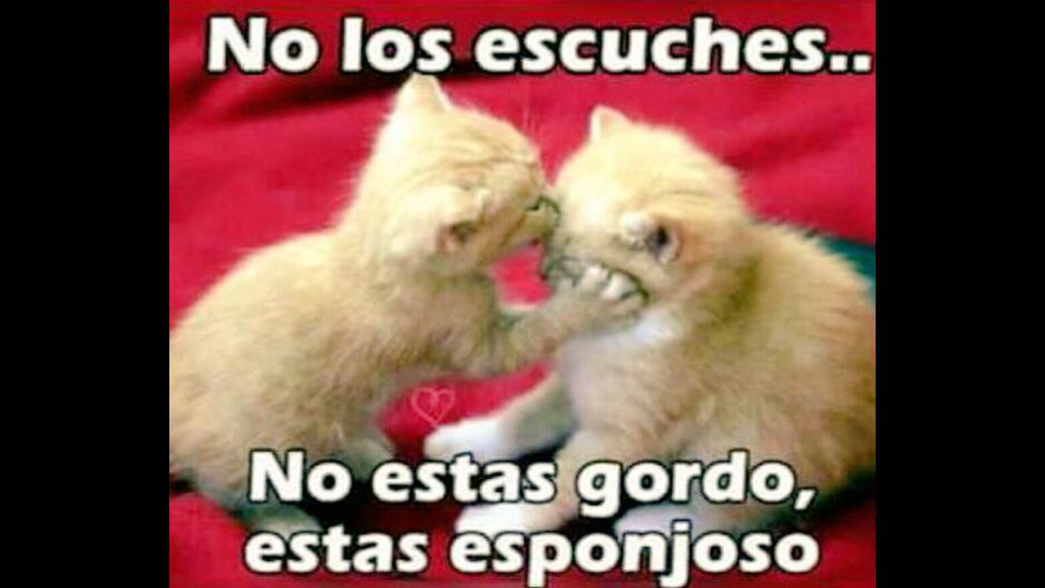 Estas son algunas imágenes por el Día Internacional del Gato. (Foto: Twitter)