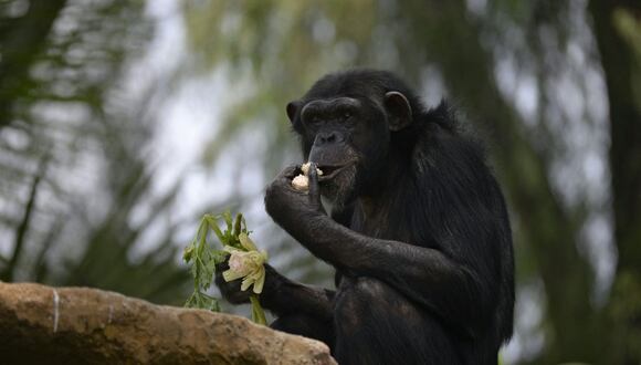Un estudio realizado en la Reserva Forestal Central de Budongo encontró que los chimpancés enfermos consumen elementos con propiedades medicinales que se encuentran fuera de su dieta regular.