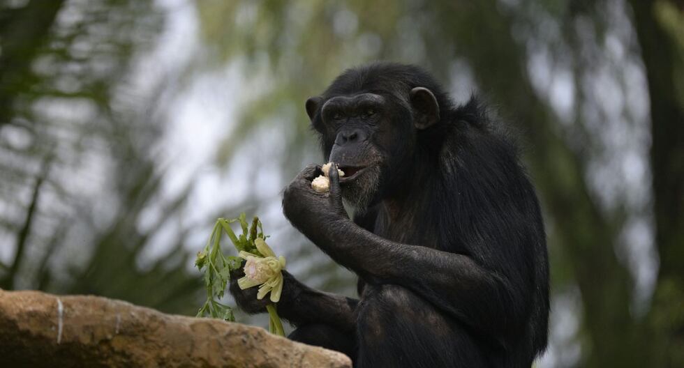 Chimpanzees in the wild consume medicinal plants to treat illnesses and injuries