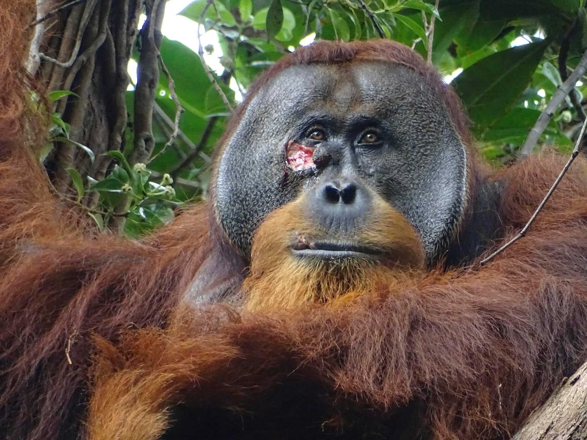 Fotografía del macho de orangután Rakus con una herida bajo el ojo. Rakus es un orangután macho de Sumatra (Pongo abelii) que sufrió una herida debajo de uno ojo y sobre la que se aplicó una planta de conocidas propiedades medicinales, un comportamiento que es la primera vez que se observa en un animal salvaje. EFE/ Armas / Suaq Project
