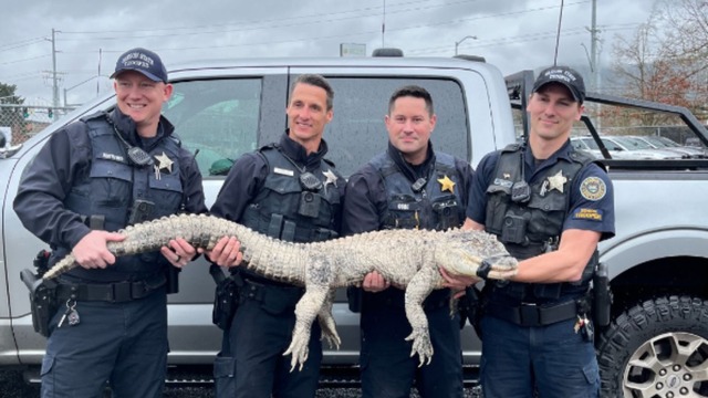 Rescatan a cocodrilo criado como mascota por una familia durante 13 años