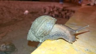 Áncash: arrojan más de 150 caracoles en una calle de Chimbote