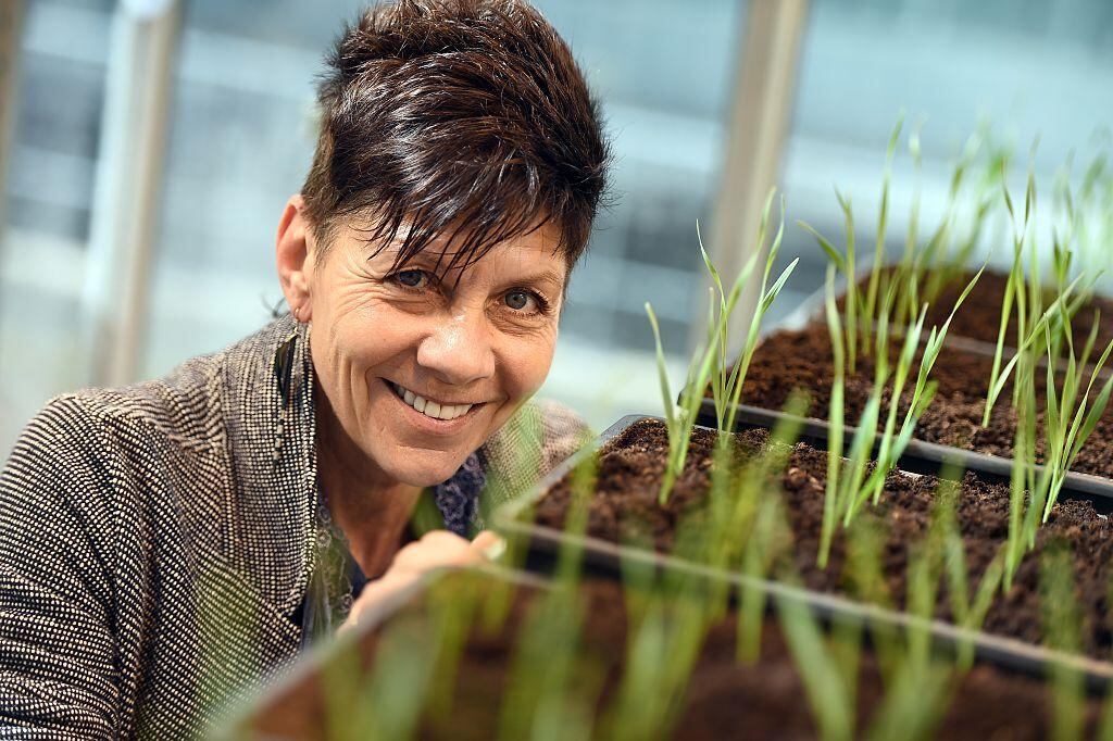 La experta en tolerancia a la desecación Jill Farrant notó por primera vez las notables capacidades de las plantas de resurrección cuando era niña.