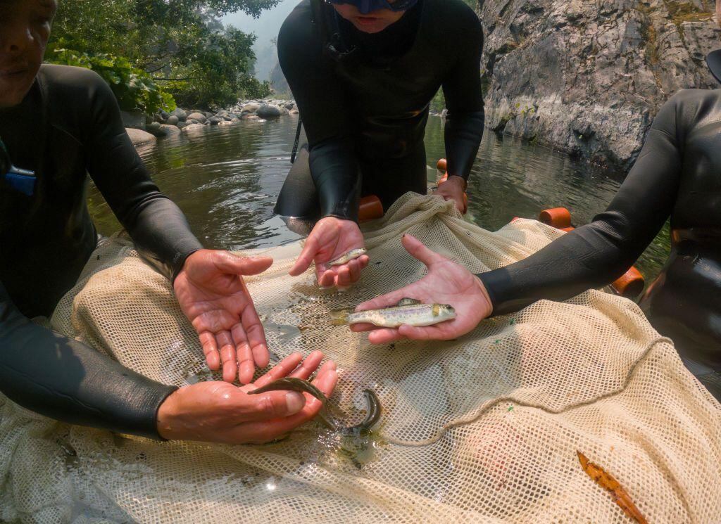 La eliminación de una represa ayudó a que el salmón regresara al río Klamath.