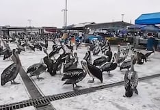Pelícanos invaden terminal pesquero de Trujillo en búsqueda de alimento
