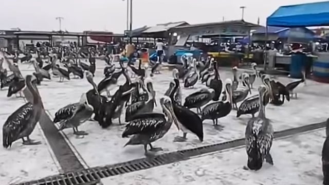 Pelícanos invaden terminal pesquero de Trujillo en búsqueda de alimento