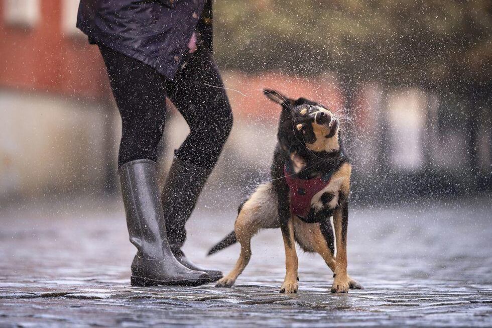 El olor único de la lluvia hace que pueda ser un poderoso desencadenante de la nostalgia.