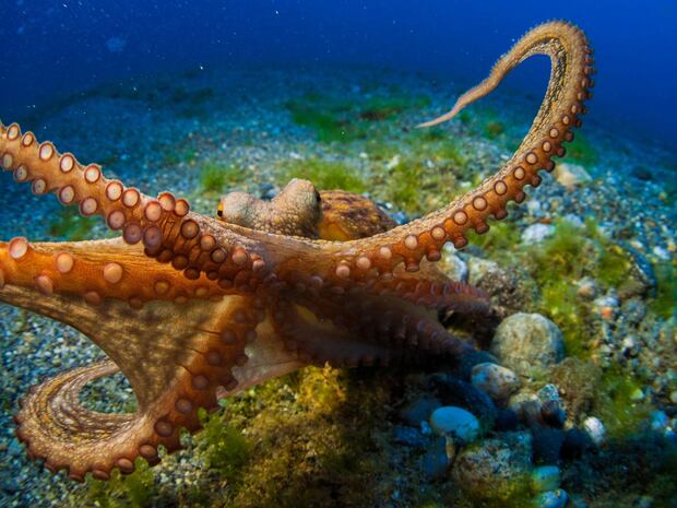 Hasta especies que antes se creían tan solitarias como el pulpo son capaces de comportamientos sociales.