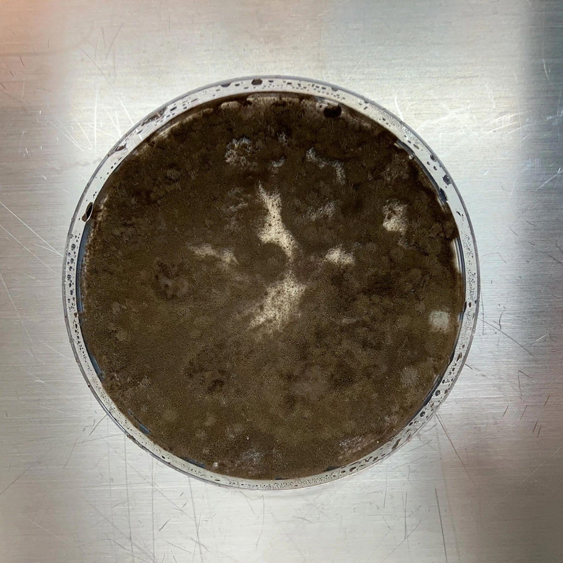 El aislado de Cladosporium sphaerospermum de Chernóbil, cultivado en una placa de agar de papa y dextrosa, muestra una melanización muy alta.