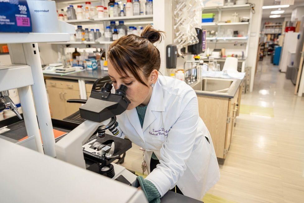 Varios de los hallazgos del estudio se han conseguido a nivel microscópico.