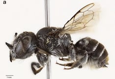 Descubren en Australia una abeja “lucifer” con cuernos